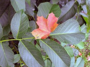 Herbstbote. Foto: KVU/CJD Oberurff