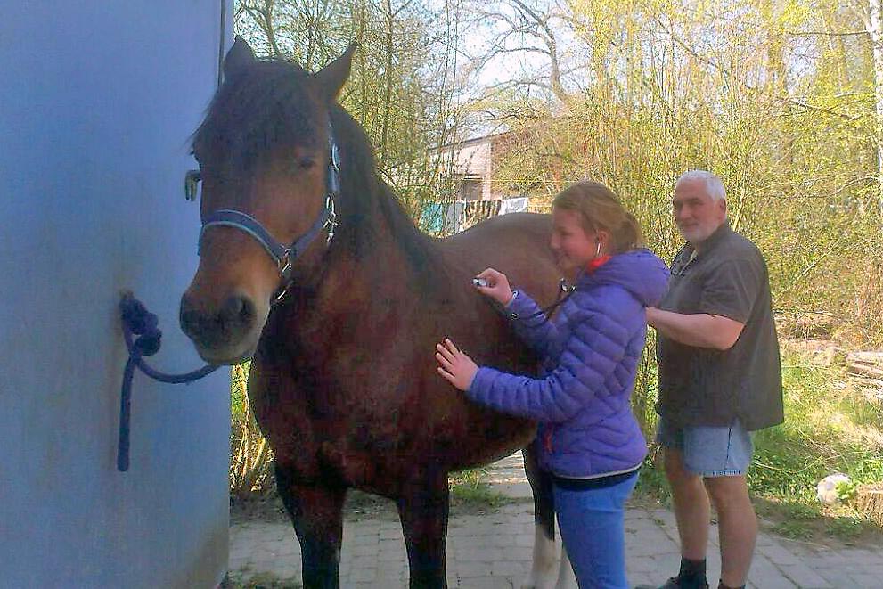 Symptom Pferdehusten verlangt gründliches Abhorchen. Foto: privat