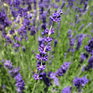 Lavendel in der Schule