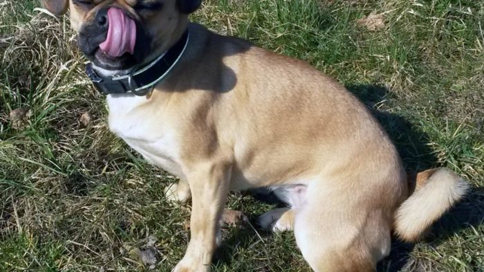 Das bin ICH, Momo, echter Schulhund beim CJD Oberurff. | Foto: E. Röse/CJD Oberurff