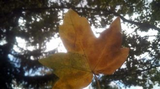Versteckte Sonne | Foto: Jeannine Gill/CJD Oberurff