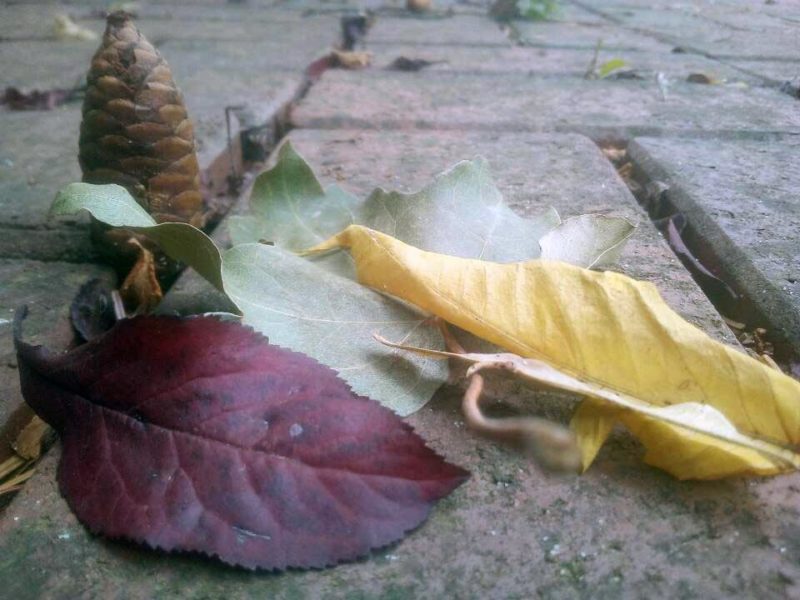 Kunterbunte Natur | Foto: Jeannine Gill/CJD Oberurff