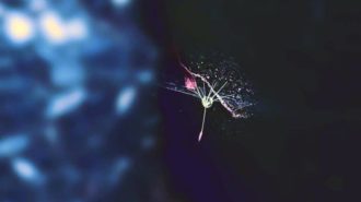 Pollen im Spinnennetz | Foto: Dennis Ruhwedel/CJD Oberurff