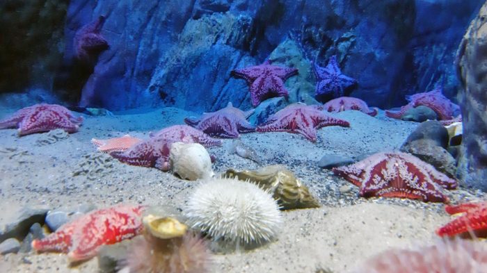 Im Ozeanum von Stralsund. Das ist eine Art Museum für Lebewesen im Meer. Foto: Carolina Schulz/CJD Oberurff