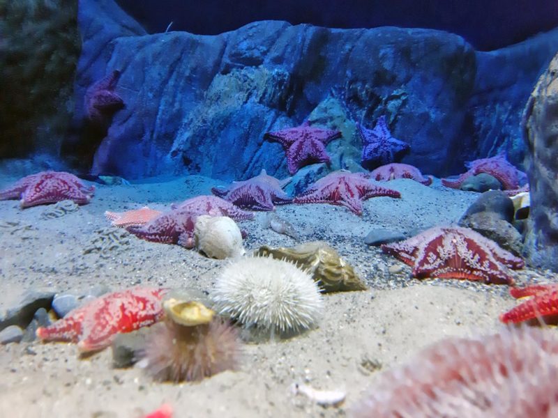 Im Ozeanum von Stralsund. Das ist eine Art Museum für Lebewesen im Meer. Foto: Carolina Schulz/CJD Oberurff