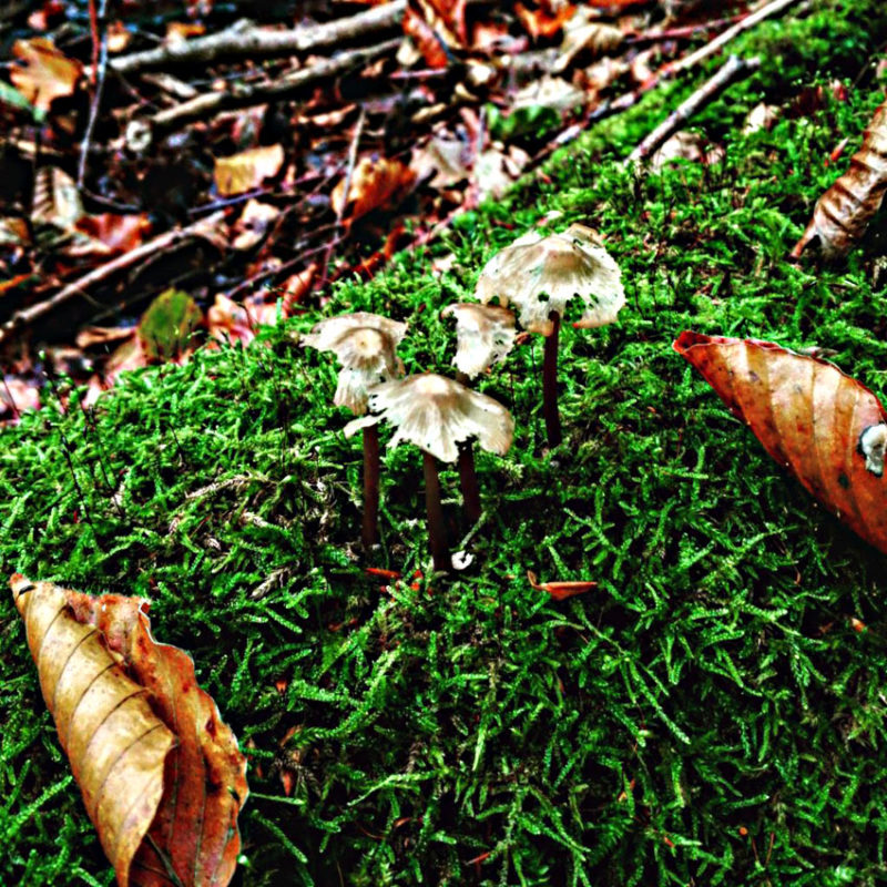 Pilze im Wald | Foto: Dennis Ruhwedel/CJD Oberurff