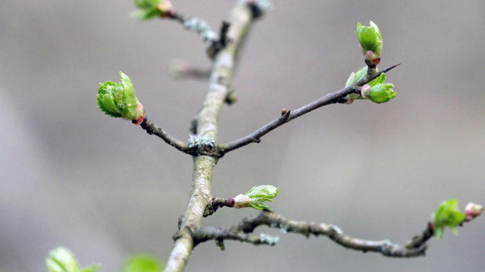 Corona-Pause: Ruhe finden! Frühlingsboten entdecken? Foto: BUB