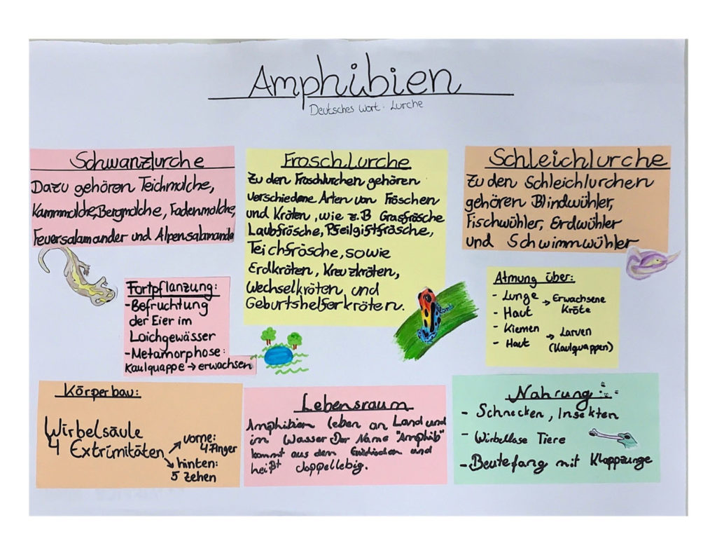 Informationsplakat zu Amphibien. Foto: Z. Kastrati/CJD Oberurff